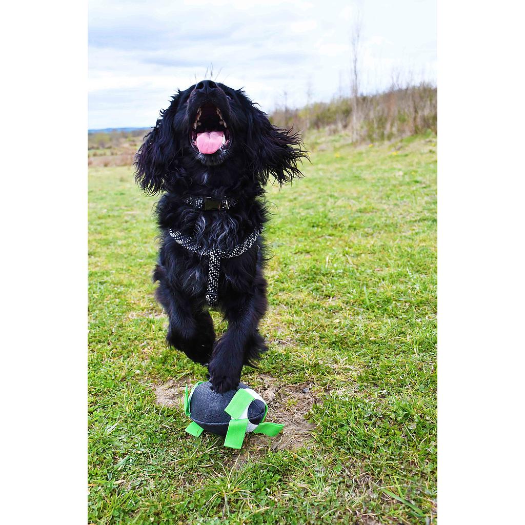 Gioco Rugby Dog Ball