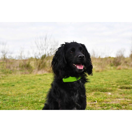 Six Peaks LED dog collar light showing a bright, adjustable collar with LED illumination for visibility during outdoor activities.